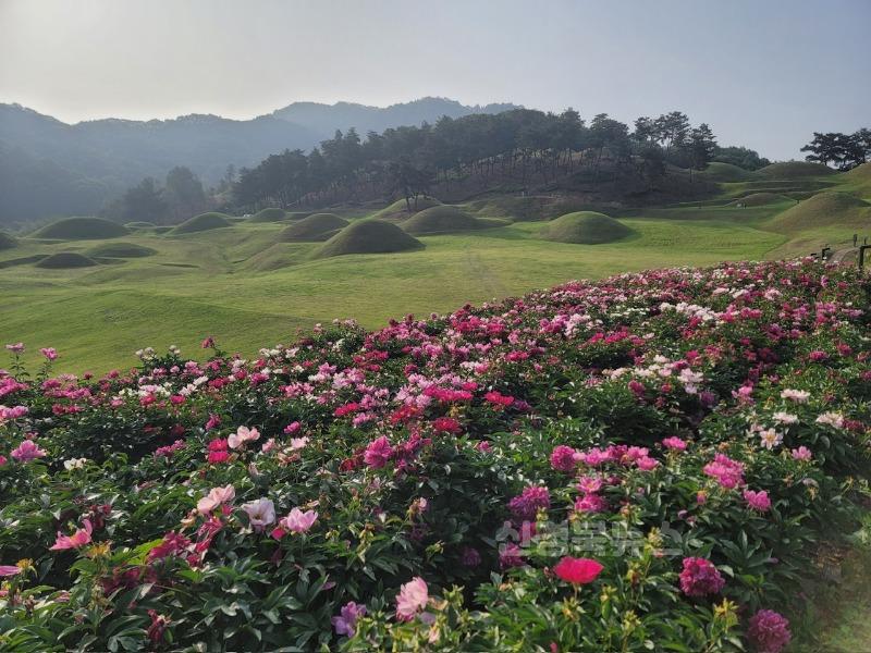 성주군사진(성주 성산동 고분군에 빨간 꽃양귀비와 함께 살랑살랑~!)-1.jpg
