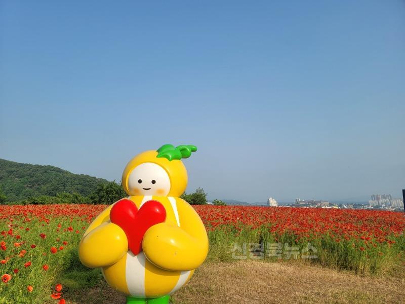 성주군사진(성주 성산동 고분군에 빨간 꽃양귀비와 함께 살랑살랑~!)-2.jpg