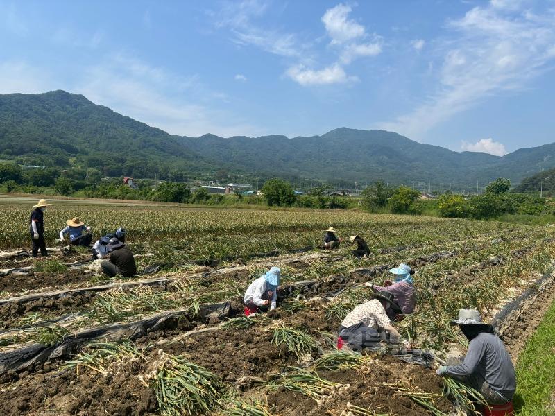 05.27-1 보도자료 (대가야읍 농촌일손돕기 실시)(1).jpg
