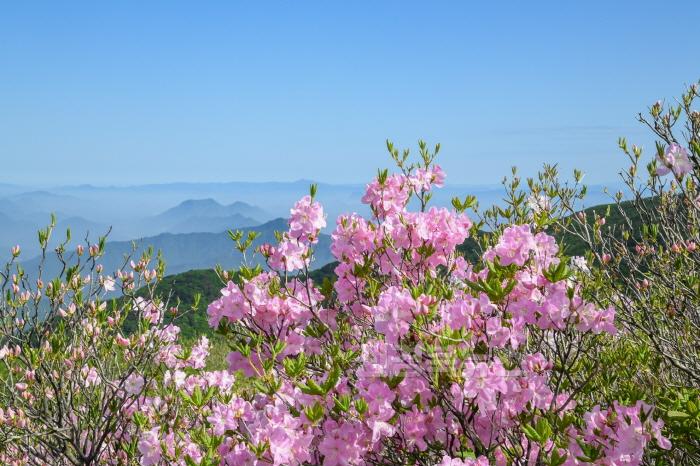 [크기변환]영주-1-2 소백산에 철쭉 핀 모습.jpg