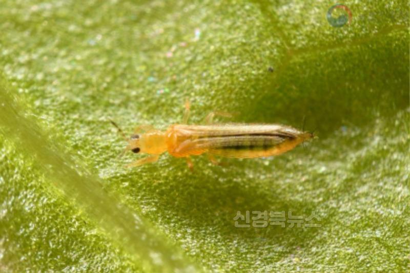 고추·토마토 바이러스 확산 우려... 김천시, 총채벌레 방제 당부-기술지원과(사진4_꽃노랑총채벌레_출처 농촌진흥청).jpg