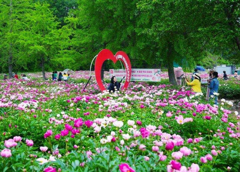 1 [사진] 영천 작약밭 개방 행사 성료… 시민 발길 이어지며 지역에 활력 불어넣다 (4).jpg