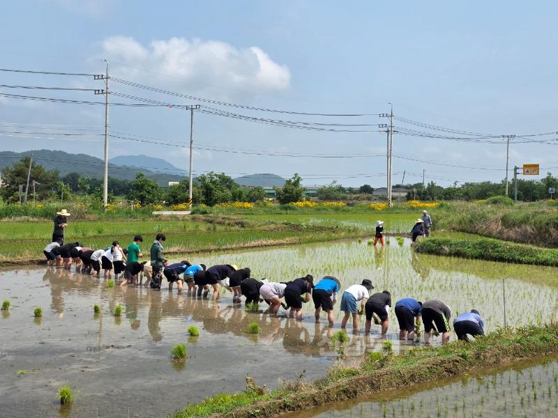 07_상주남부초_2025 전통 손 모심기 체험 보도자료1.jpg