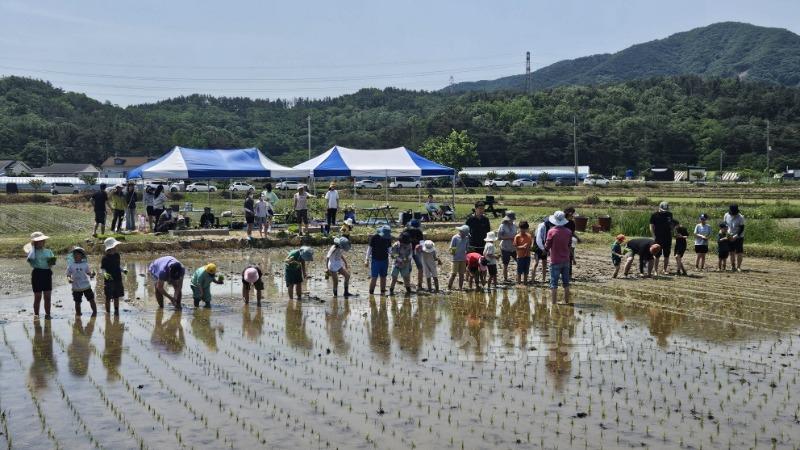 250603 손으로 심고 마음으로 자란다! 포항 어린이 농부학교, 모내기 체험.jpeg
