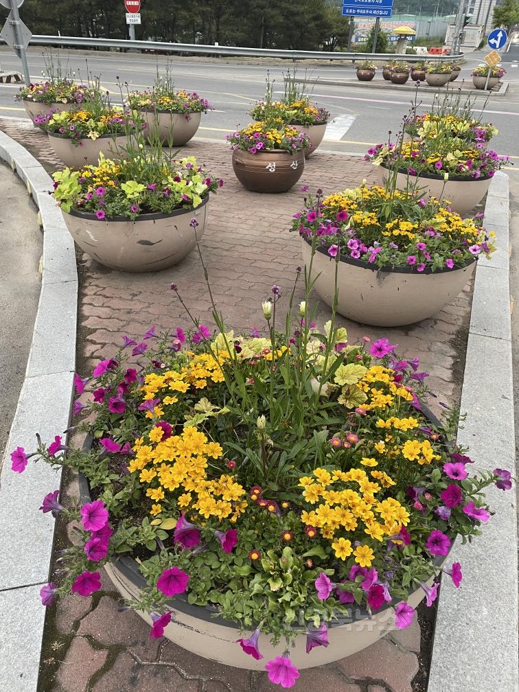 06.04-추가1 보도자료(성산면 아름다운 꽃길 조성)(3).jpg