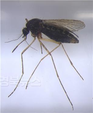 [붙임1]_작은빨간집모기.jpg
