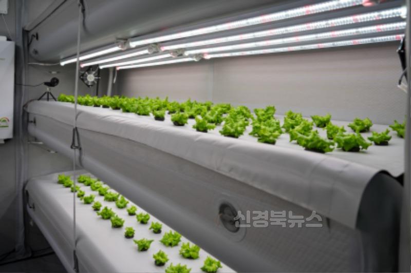 250612 흙 없이 키운 채소, 맛은 어떨까 포항 에어팜 수확물 시식 행사 열려3.jpg
