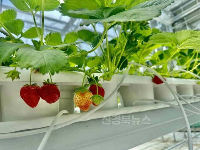 [크기변환]1. 봉화군, 스마트농업 테스트베드 여름딸기 1화방 수확 앞둬 (2).JPG