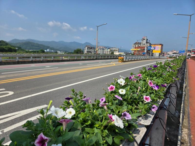 성주군사진(성주읍  성산교 사피니아 꽃다리 조성).jpg
