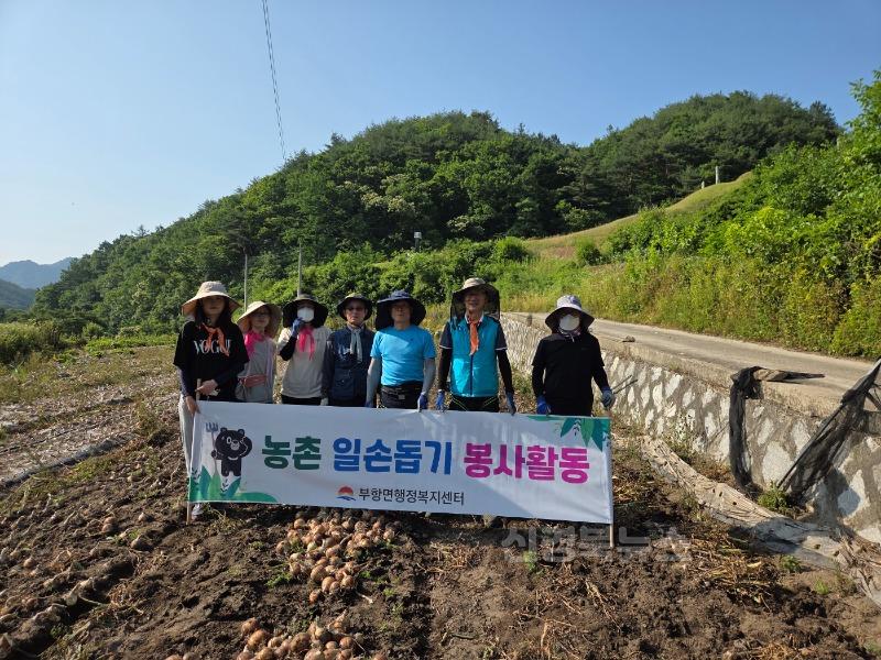 부항면, 농업인 양파 수확에 구슬땀-부항면(사진1).jpg