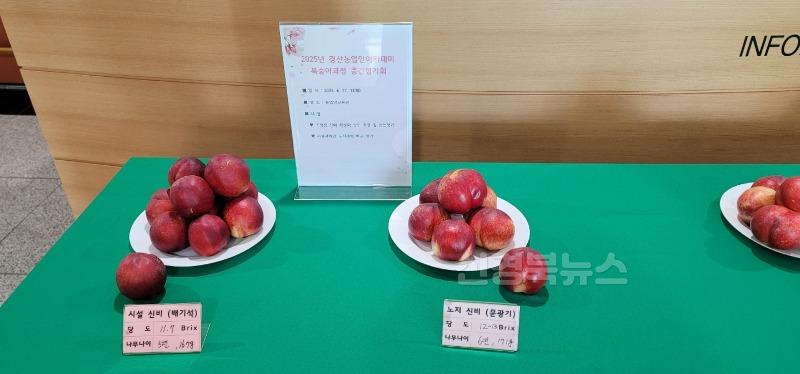 [경산시보도자료]기후변화도 두렵지 않다 경산시, 시설복숭아에서 미래농업을 찾다(3).jpg