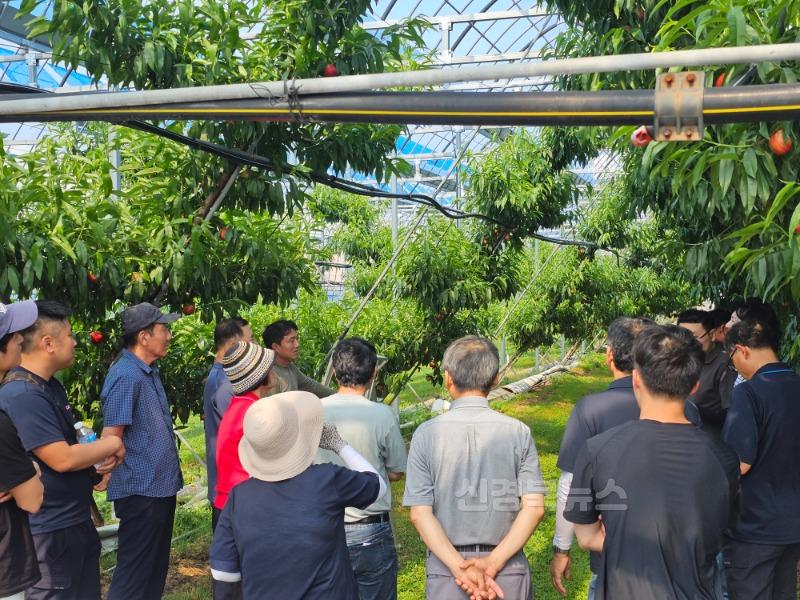 [경산시보도자료]기후변화도 두렵지 않다 경산시, 시설복숭아에서 미래농업을 찾다(2).jpg