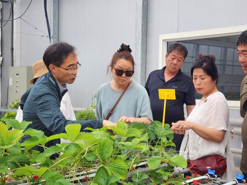 06.23-추가2 보도자료(고령군 딸기 신품종 죽향 재배 확대 모색)죽향 개발자 이철규 연구관(2).jpg