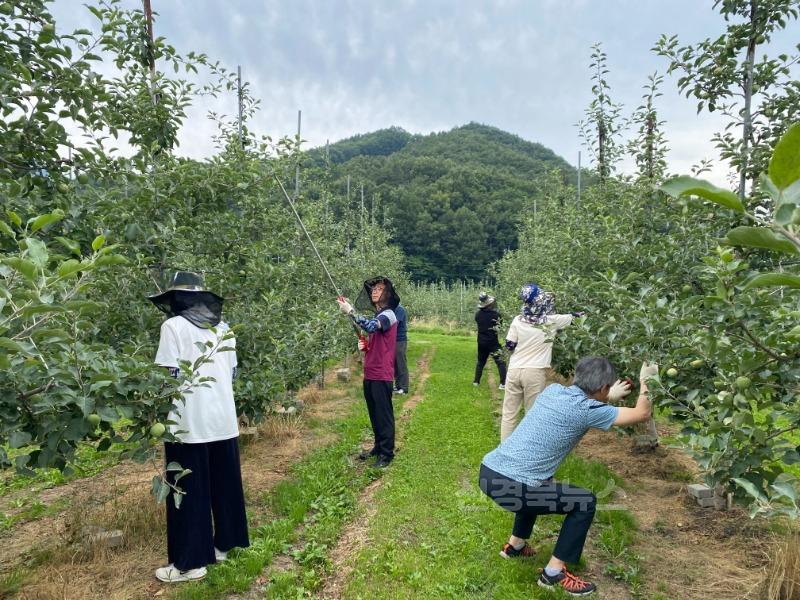 김천시 자산동 농촌 일손 돕기에 구슬땀-자산동(사진2).jpg