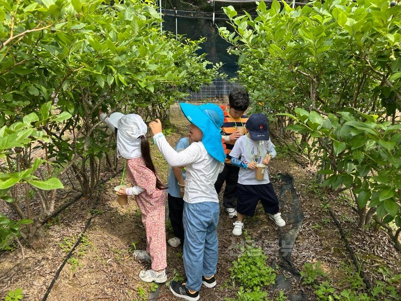 [호명초병설유] 블루베리 체험 (1).jpg