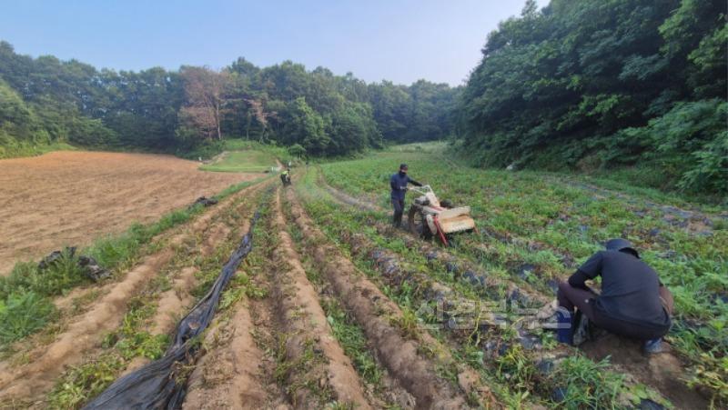 (예천군)4-H 연합회, 공동 과제포 감자 수확 실시 (2).jpg