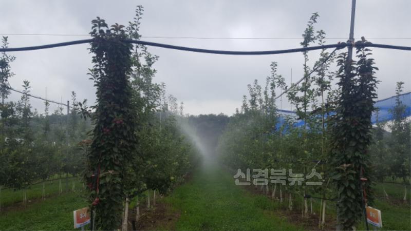 영주-1-2 영주시, 폭염 대응 농업인·농작물 피해 예방 당부(사과원 미세살수 작업 모습).jpg