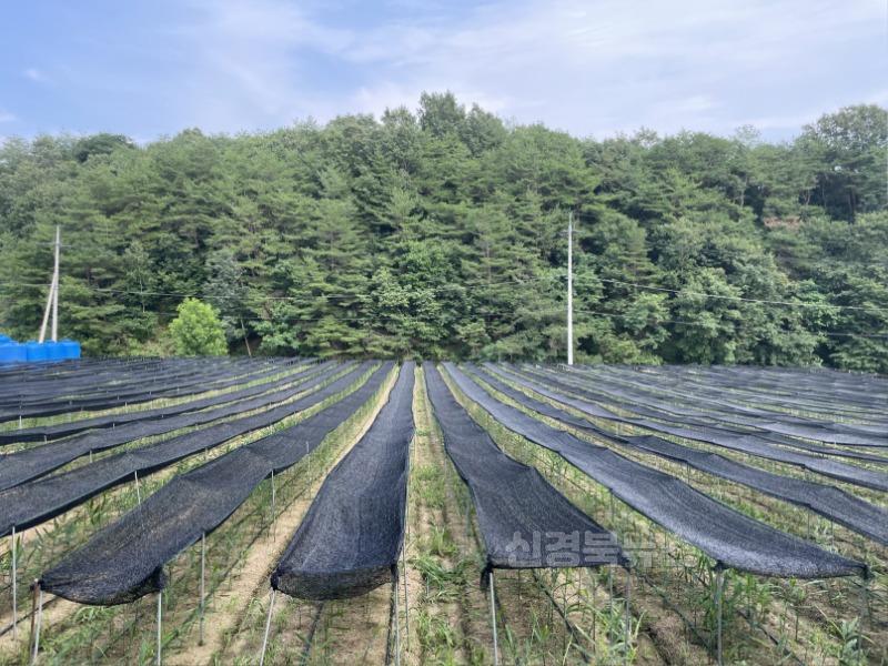영주-1-1 영주시, 폭염 대응 농업인·농작물 피해 예방 당부(원예작물 차광막 모습).JPG