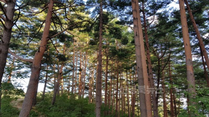 울진 금강송 산지농업시스템, 세계중요농업유산 등재(소나무숲).jpg