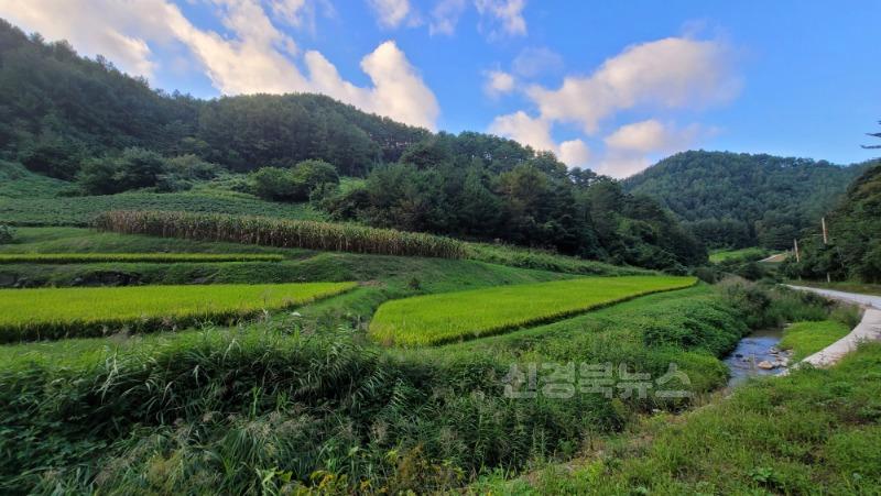 울진 금강송 산지농업시스템, 세계중요농업유산 등재(봇도랑농업).jpg