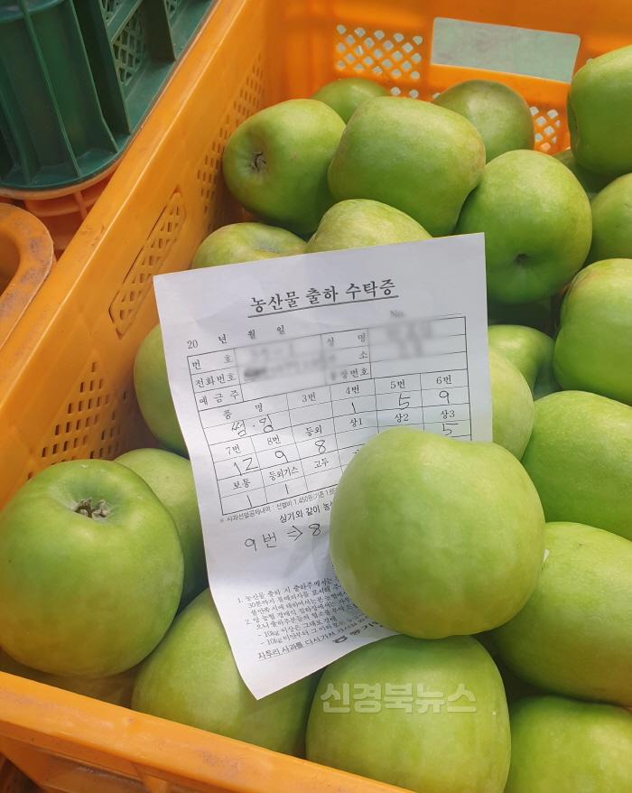 [크기변환]영주-1-1 여름 사과의 계절이 돌아왔다! 영주 ‘아오리’ 첫 출하.jpg