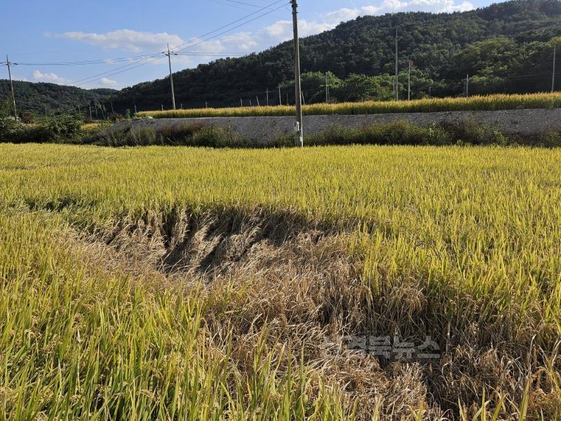 “벼멸구 확산 막아라” 사전 방제 절실-기술지원과(사진2_벼멸구 피해).jpg