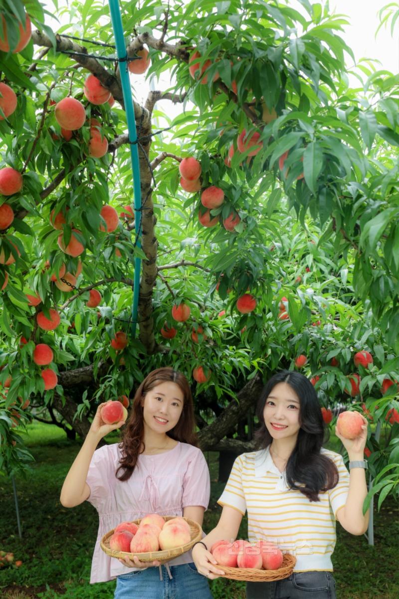 기획예산실)여름이 전하는 가장 달콤한 선물, 청도 복숭아가 왔습니다”1.jpg