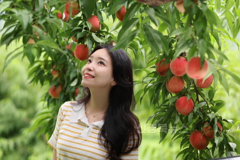 기획예산실)여름이 전하는 가장 달콤한 선물, 청도 복숭아가 왔습니다”2.jpg