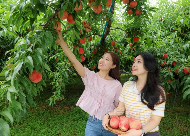 기획예산실)여름이 전하는 가장 달콤한 선물, 청도 복숭아가 왔습니다”3.jpg
