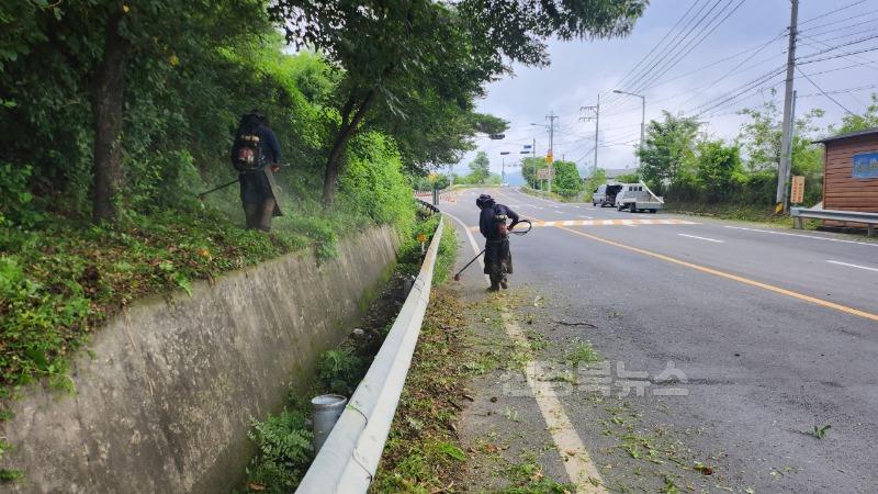 성주군사진(초전면 쑥쑥 자란 여름풀  주요도로 풀 STOP!).jpg