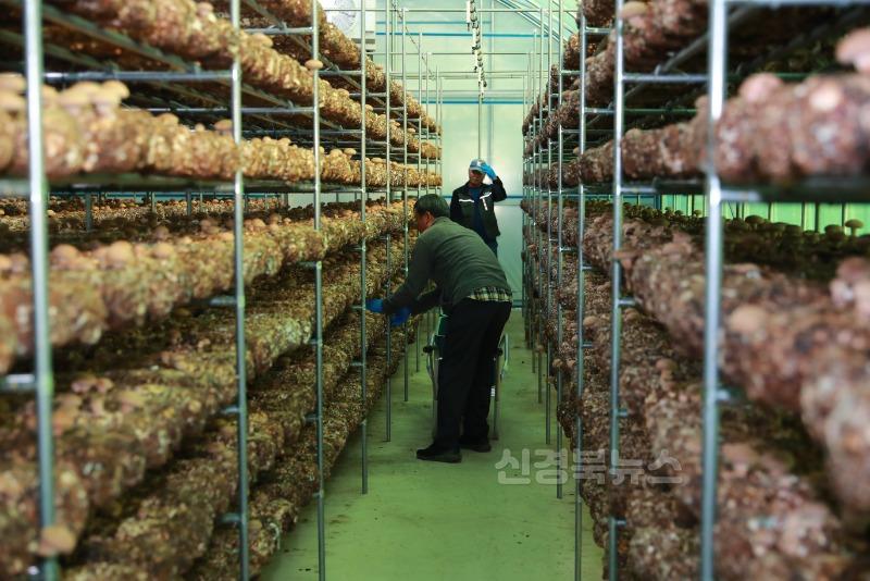 표고버섯 재배단지 지원사업(표고)2.JPG
