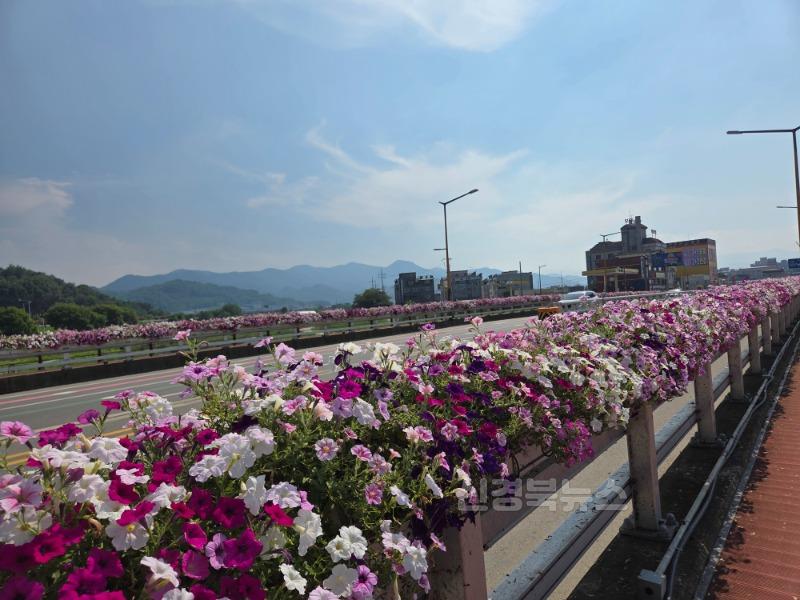 성주군사진(성주읍  시가지 내 연도변 산파체스 추가 식재).jpg