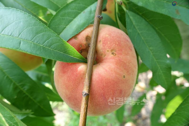 (예천군)과수 탄저병 사전 방제 철저 당부-복숭아.jpg