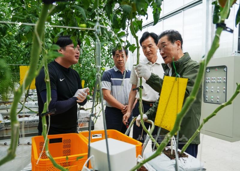 1 [사진] 영천시, ‘지역특화 임대형 스마트팜’ 토마토 첫 수확 (1).jpg