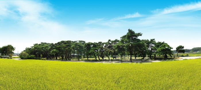[크기변환](예천군)4.송림(1).jpg