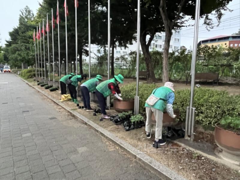 영주-7-1 하망동 새마을단체 회원들이 참여해 원당로수목원에서 메리골드 꽃모종을 식재하고 있다.jpg