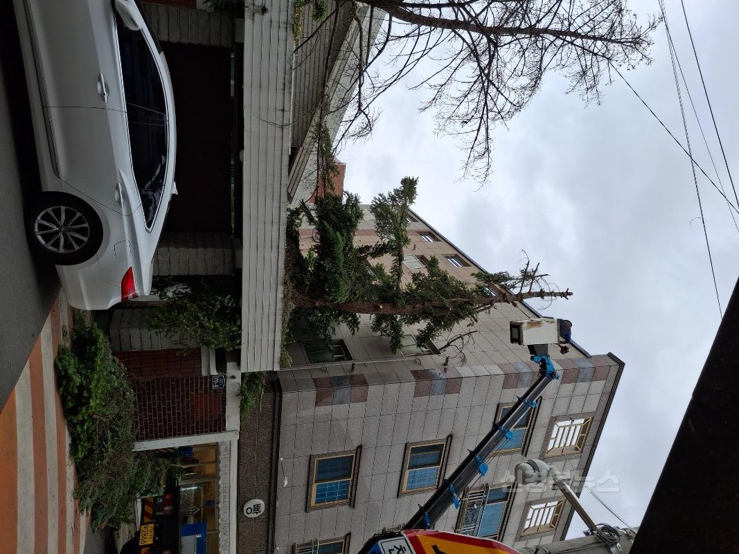 보도자료(250814(공원)대구 남구, 하반기 생활주변 위험수목 처리 지원사업 실시)1.JPG