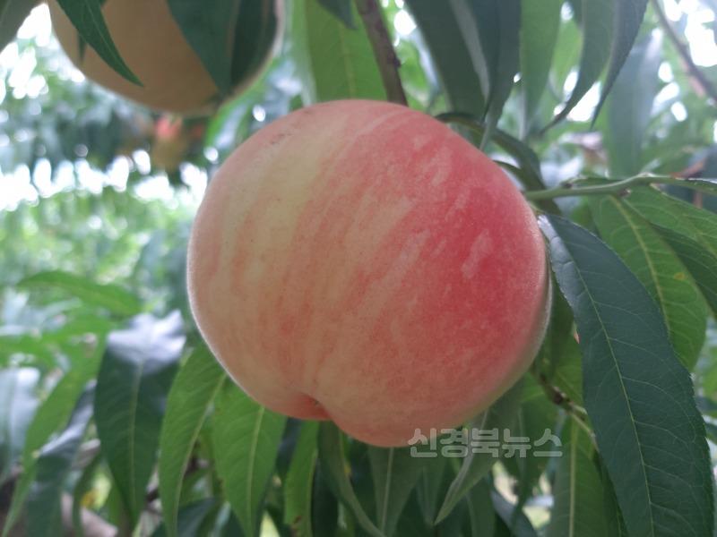 7._경북도_육성_복숭아_신품종_은백.jpg