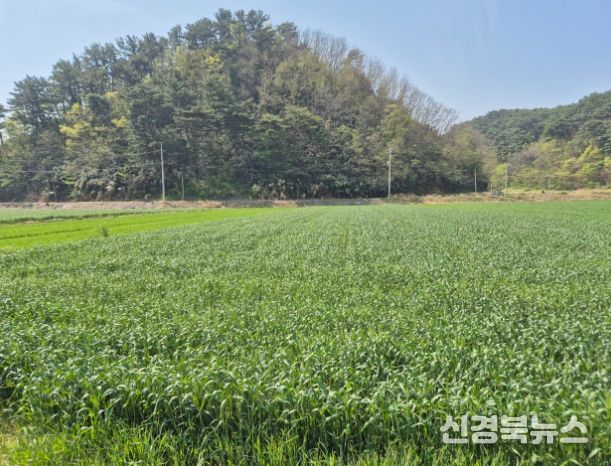 울진군, 맥류 종자 적기 파종 지도