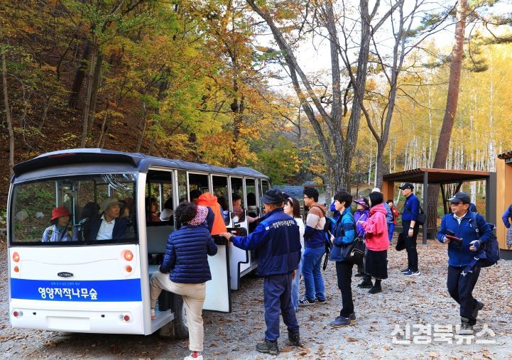 갑작스런 추위에도 ‘영양 자작나무 숲’ 발길 이어져
