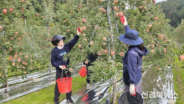 영덕군청 재무과 직원들이 농촌 일손 돕기 봉사활동을 펼치고 있다.