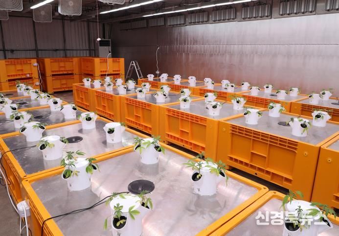 안동시, 헴프 원료의약품 제조․수출기반 조성 추진