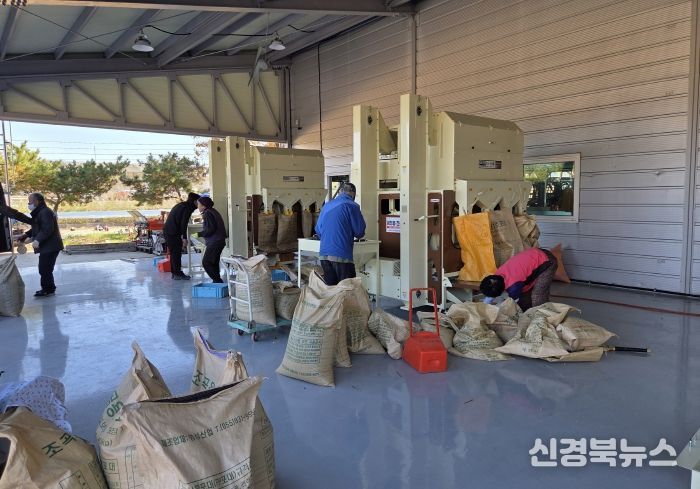 영천시 농기계임대사업소 서부본소에서 콩 정선기를 이용하고 있는 농업인들