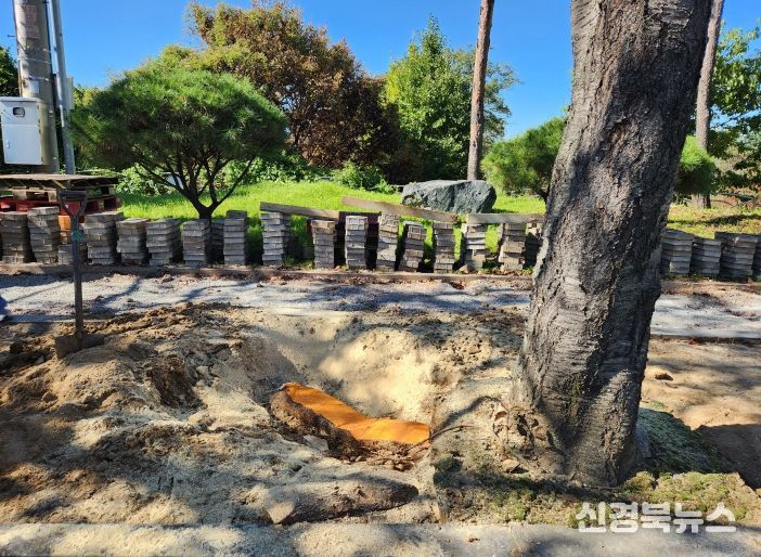 가로수 돌출 뿌리 정비사업