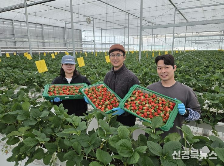 남상주농협, 금실 품종 첫 선적, K(케이)-딸기 글로벌 경쟁력 강화