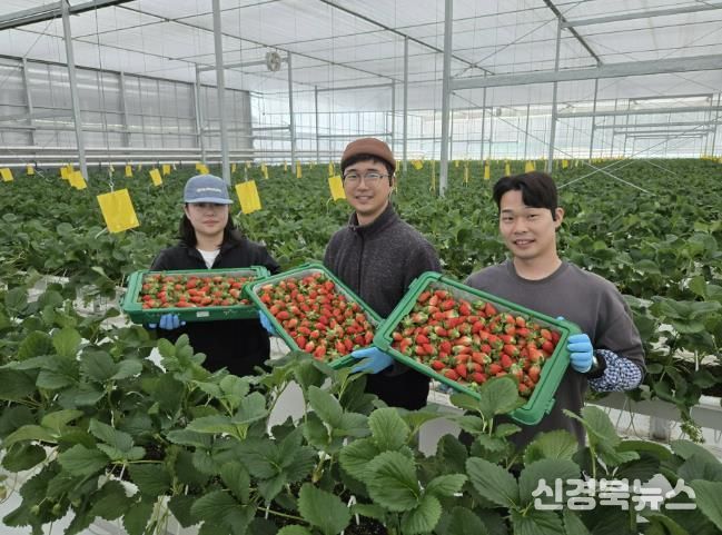 경북도 내 첫 수출 스타트, 상주 딸기 베리굿!