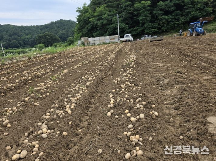 내년에 파종할 씨감자 보급종 신청하세요