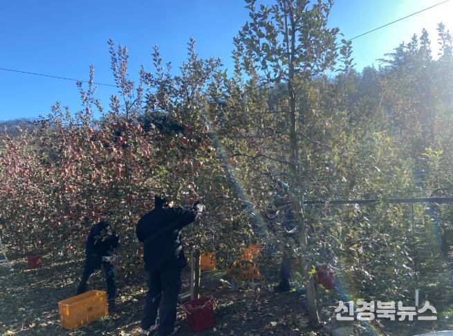 대구 북구 복현2동, 안동시 길안면에서사과 수확 농가 일손 도와