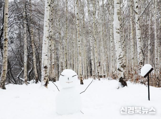 사진(자작나무 겨울).j