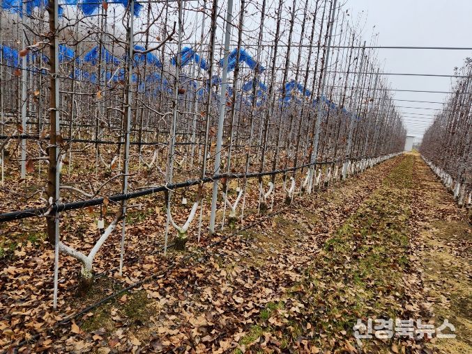 주간부 방한·배수 개선 등 재배 관리로 피해 최소화